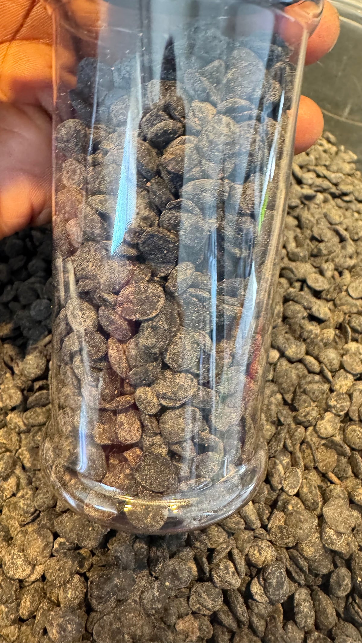Dried Iru Seed (Locust Beans)